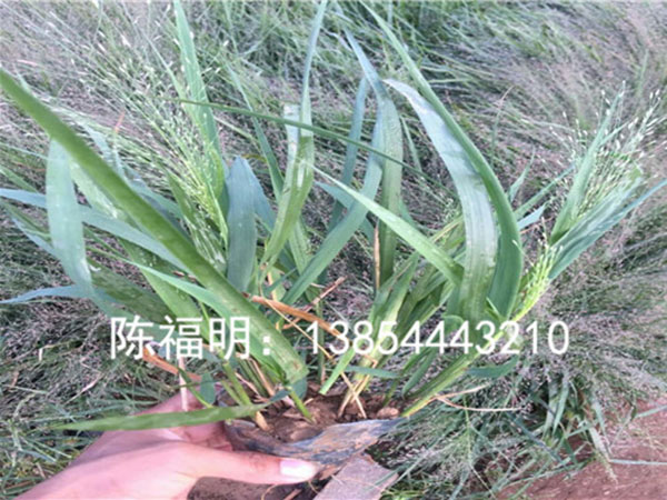 觀賞草(cǎo)系列