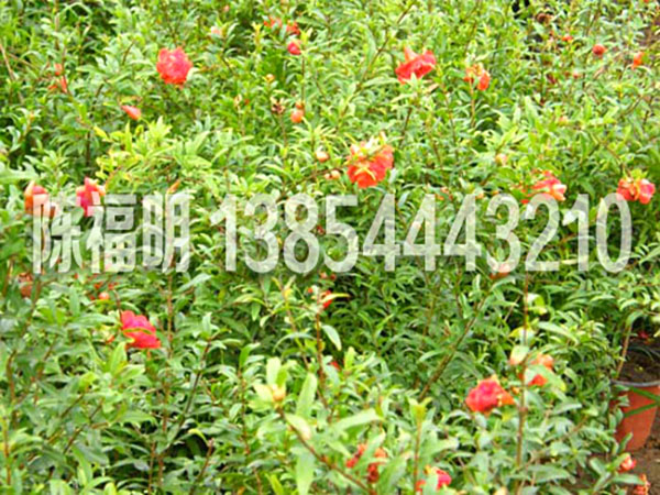 花(huā)灌木(mù)系列