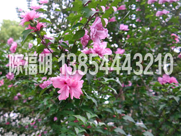 木(mù)槿