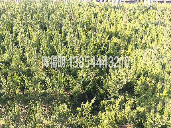 苗木(mù)系列　