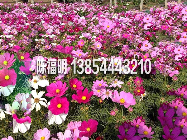 一二年生草(cǎo)花(huā)系列　