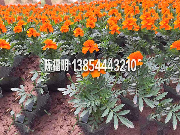 孔雀草(cǎo)