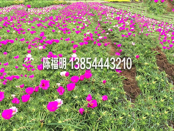 馬齒笕