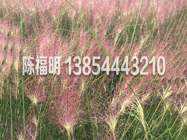 宿根花(huā)卉系列　
