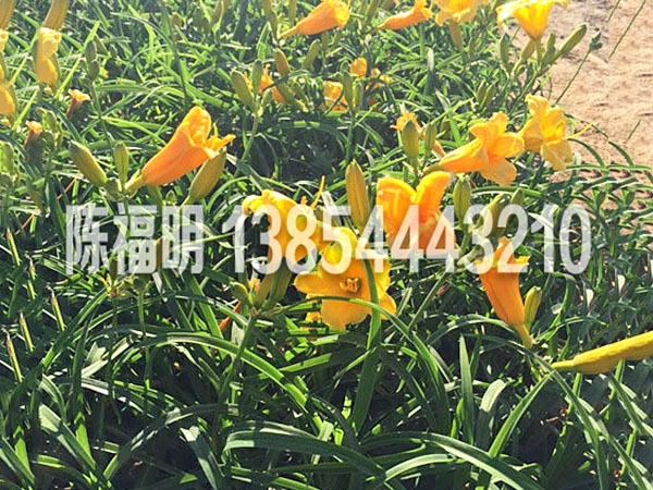 金娃娃萱草(cǎo)