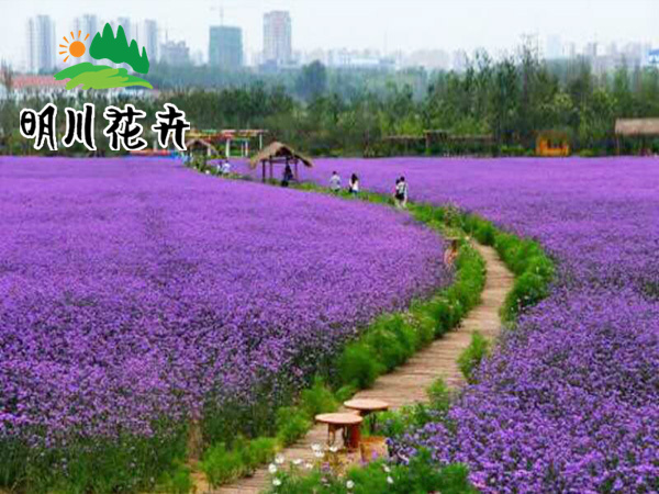 馬鞭草(cǎo)