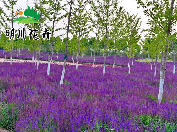 花(huā)海系列　