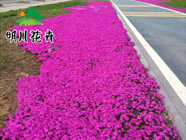 芝櫻花(huā)海