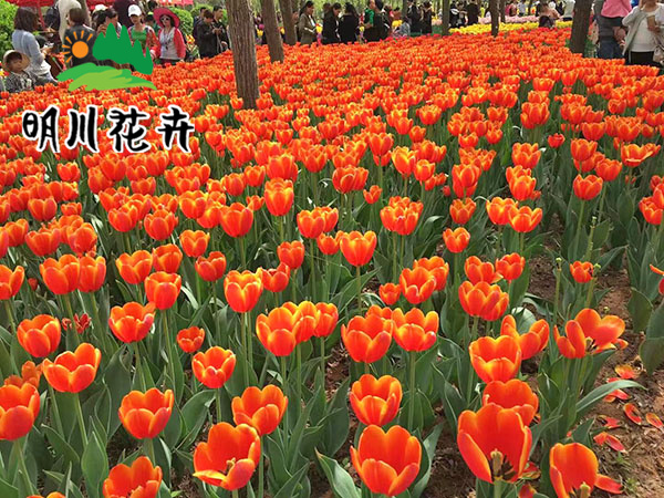 郁金香花(huā)海