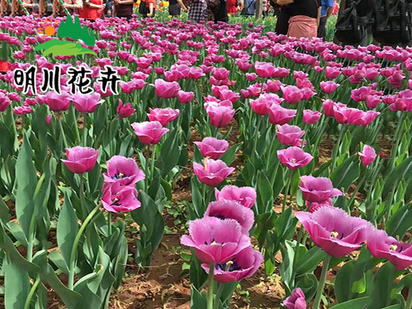 郁金香花(huā)海