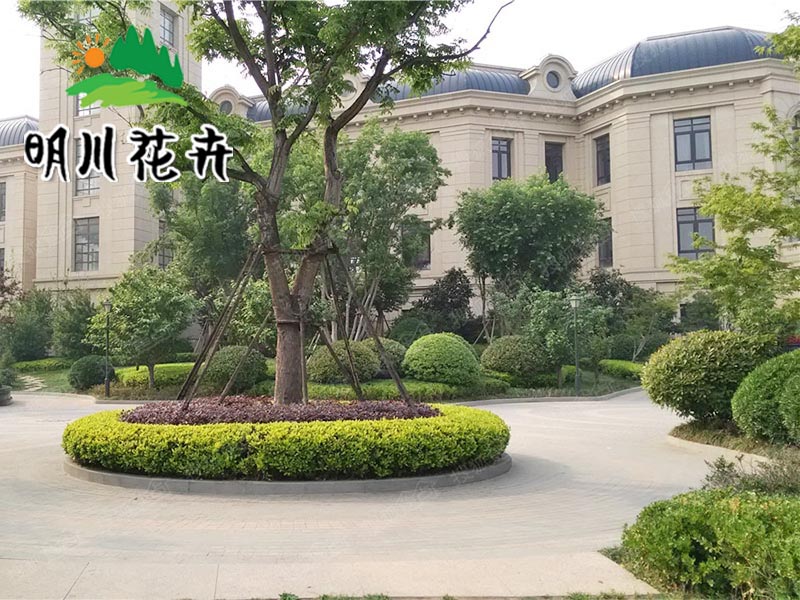 綠化苗木(mù)系列