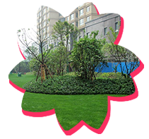 綠化苗木(mù)