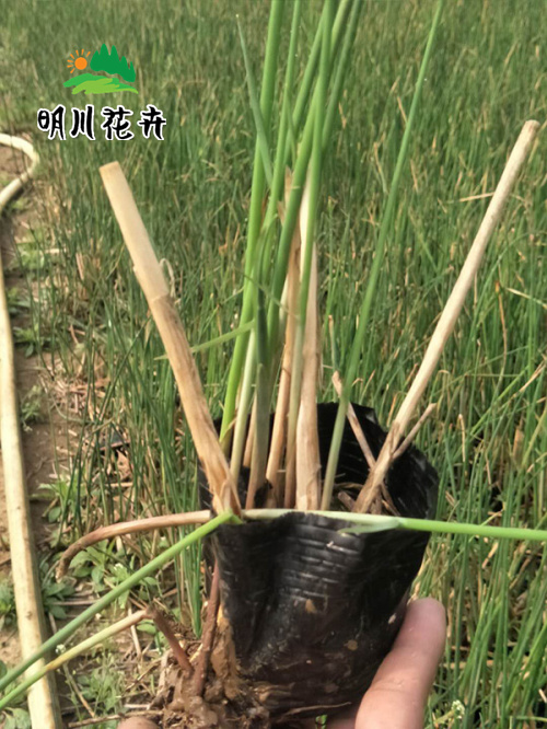 水生植物(wù)系列　