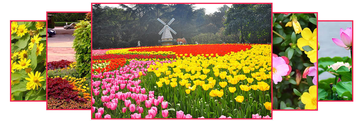青州市明川花(huā)卉苗木(mù)有(yǒu)限公(gōng)司
