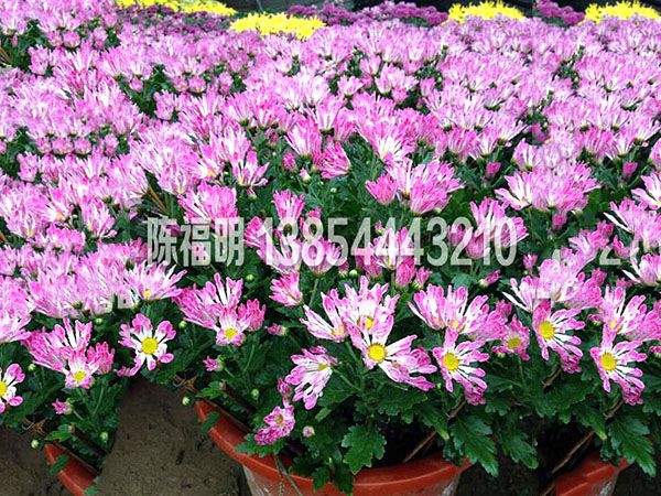 菊花(huā)