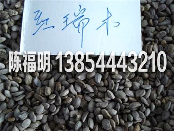 紅瑞木(mù)種子