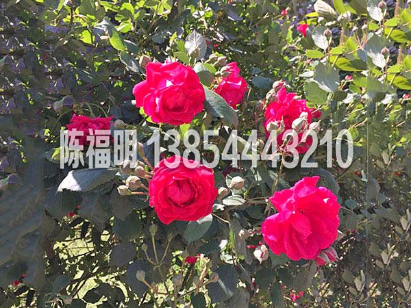 大花(huā)薔薇