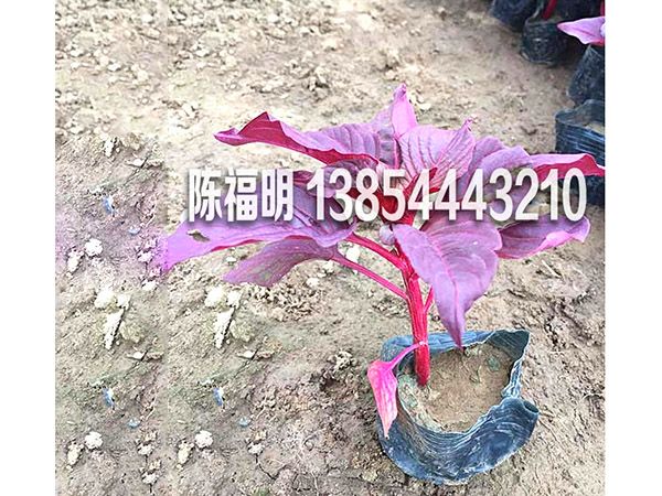 紅葉雞冠花(huā)