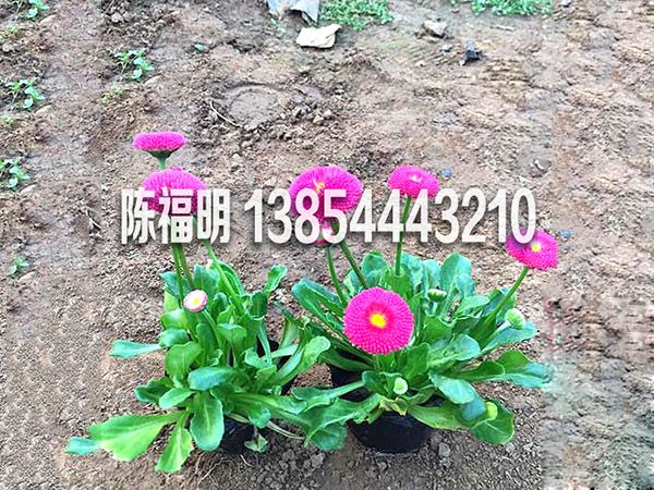 雛菊