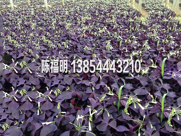 紅葉炸醬草(cǎo)