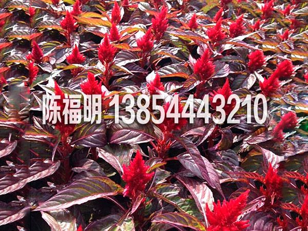 雞冠花(huā)