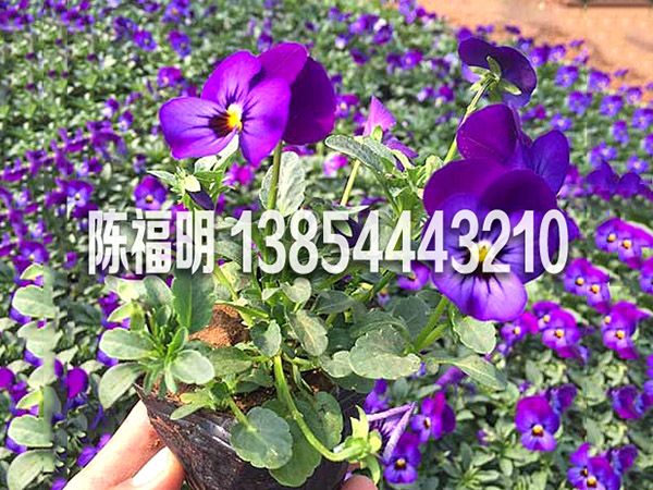 角堇