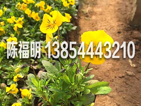 角堇