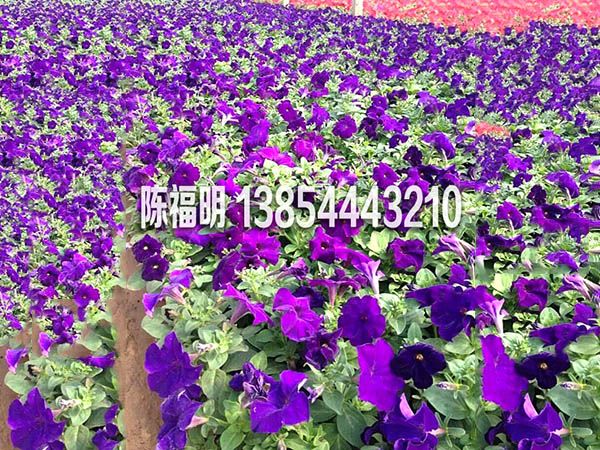 藍牽牛