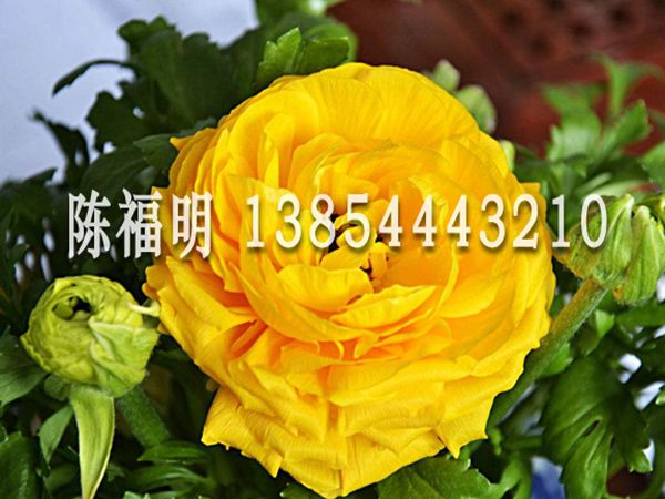 芹葉牡丹
