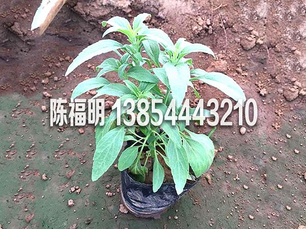 鼠尾草(cǎo)