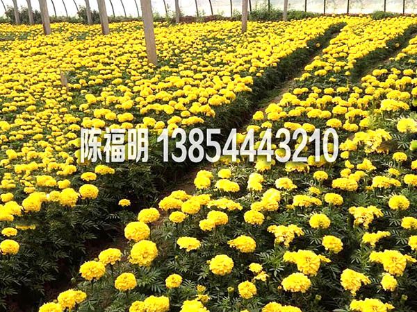 萬壽菊