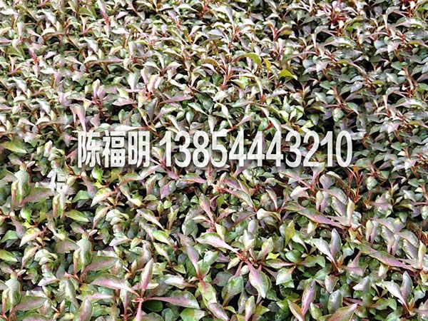 五色草(cǎo)