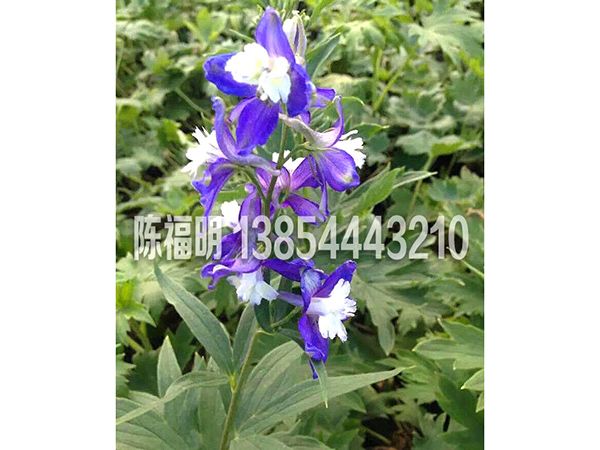 大花(huā)飛燕草(cǎo)