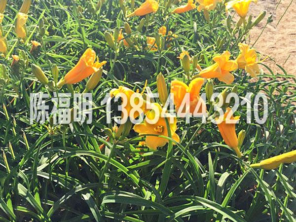 金娃娃萱草(cǎo).jpg