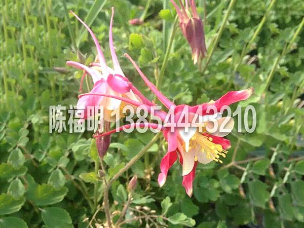 蒌鬥菜