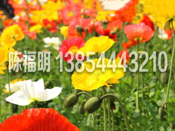 虞美人