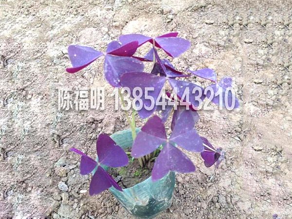 紫葉炸醬草(cǎo)