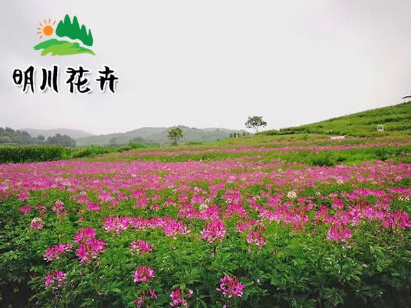 醉蝶花(huā)