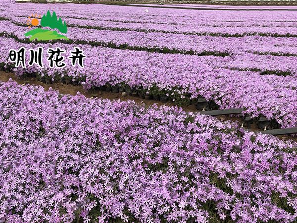 芝櫻花(huā)海紫色