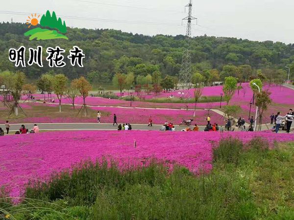芝櫻花(huā)海