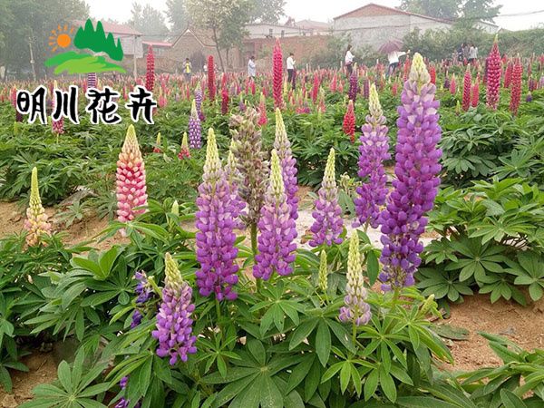 魯冰花(huā)