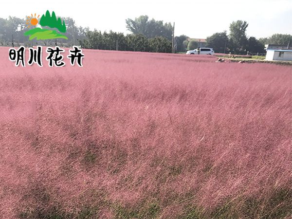 粉黛亂子草(cǎo)