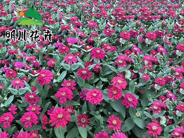 百日草(cǎo)花(huā)海