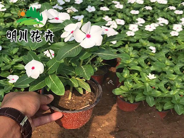 長(cháng)春花(huā)