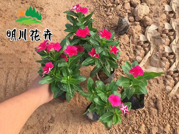 長(cháng)春花(huā)