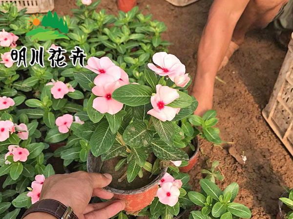 長(cháng)春花(huā)