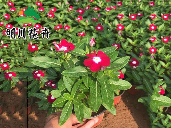 長(cháng)春花(huā)