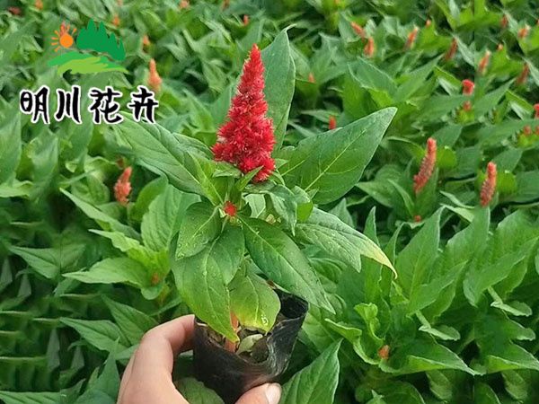 一支筆(bǐ)雞冠花(huā)