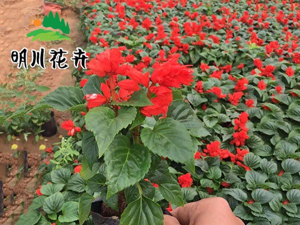 一串紅