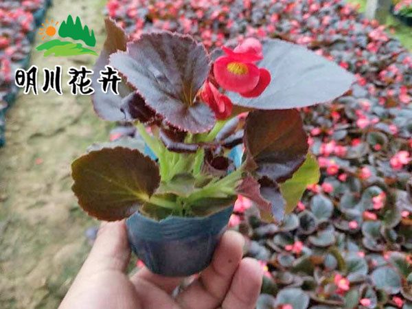四季海棠（紅葉）
